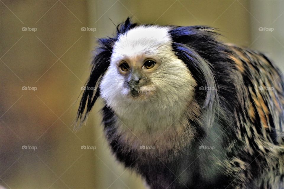 Geoffrey’s Marmoset - Monkey