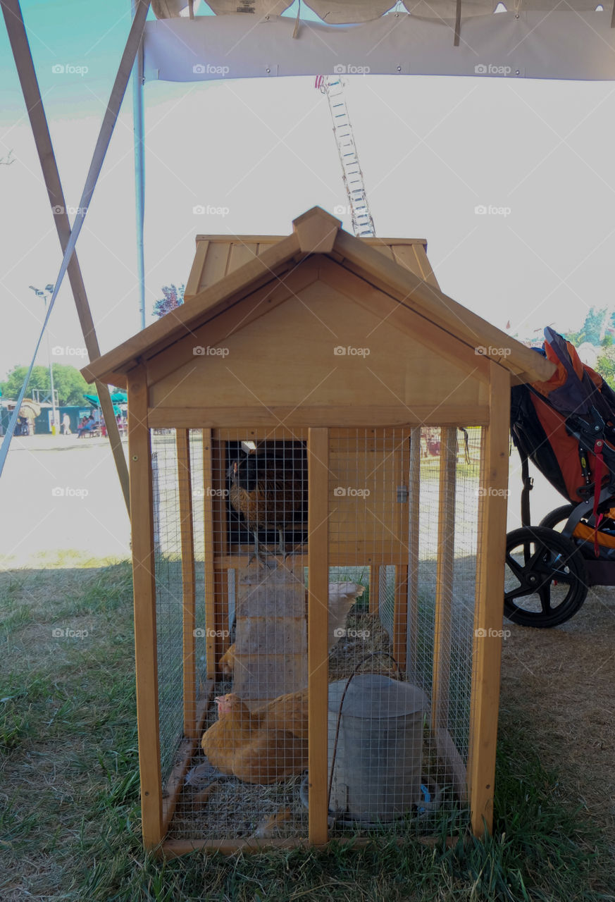 Wood structure, a Chicken coop