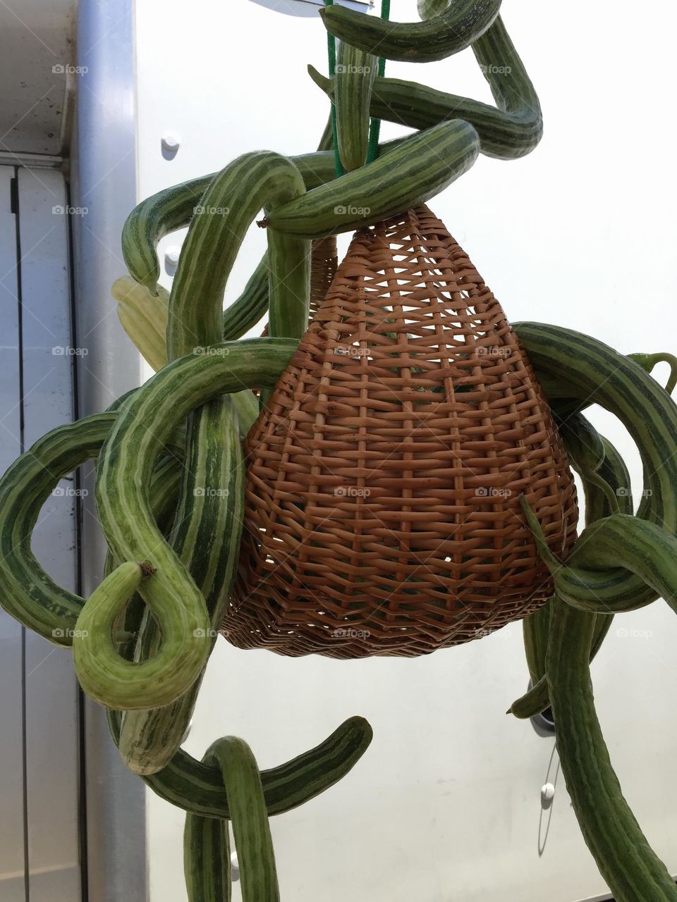 Cucumbers hanging from a basket