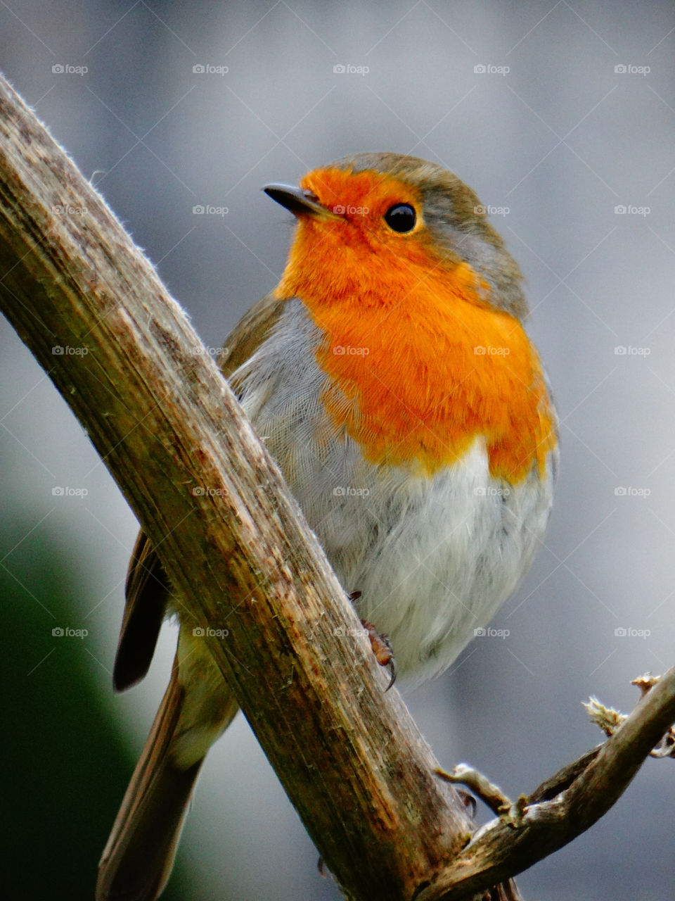 An orange robin bird