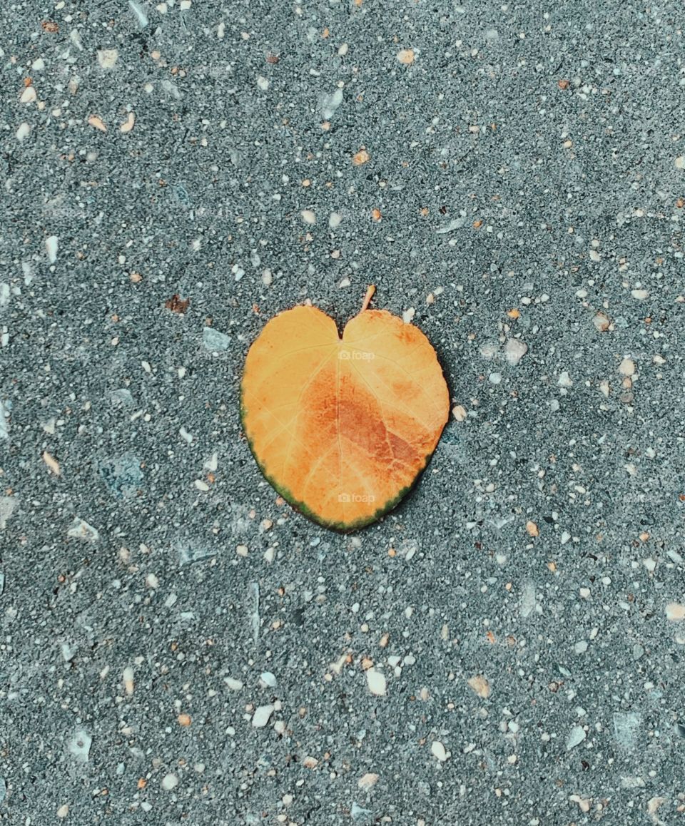 Heart Leaf on a New York Sidewalk