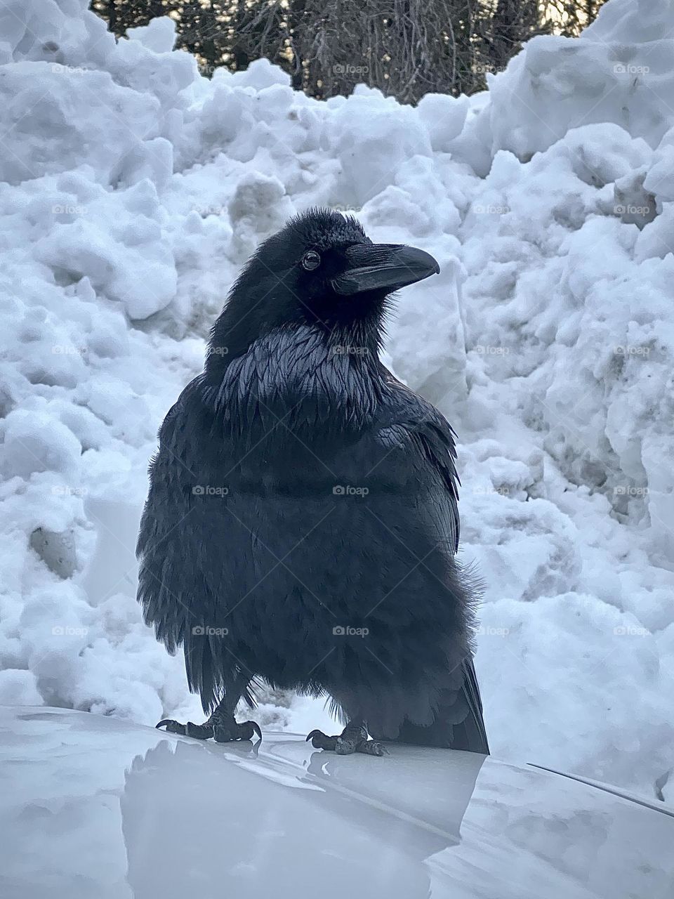 A raven keeps warm on the hood of a car during the winter. 