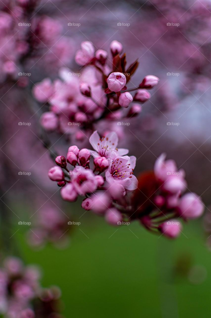 Blooming tree