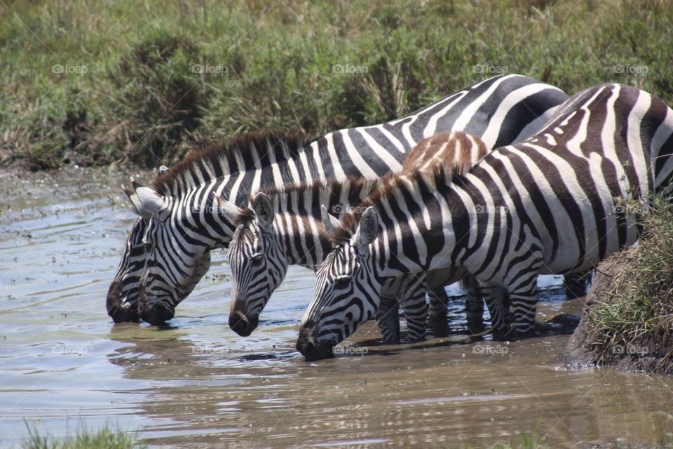 masai mara. kenya. africa lake river zebra by twickers