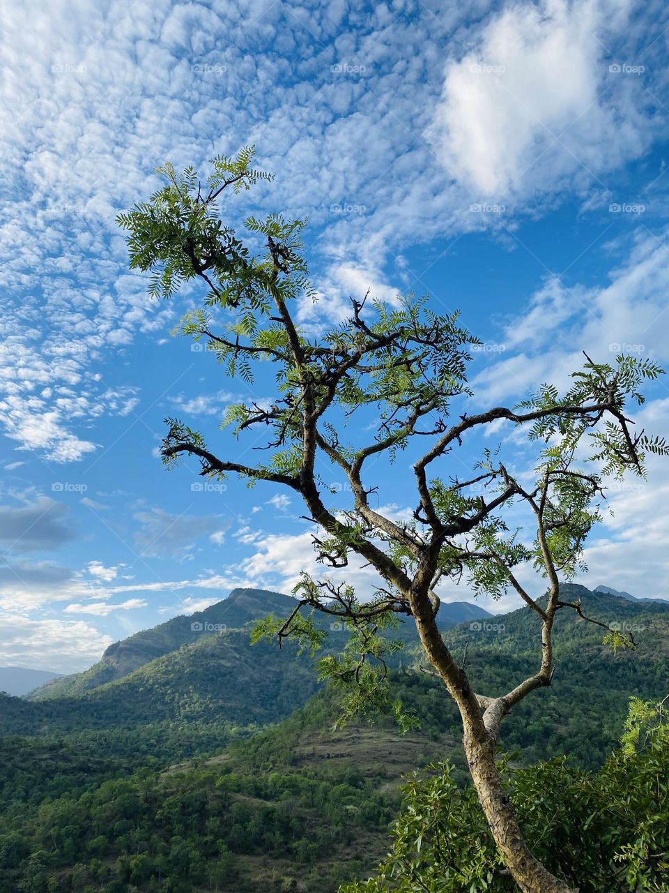 Single tree showing its beauty 