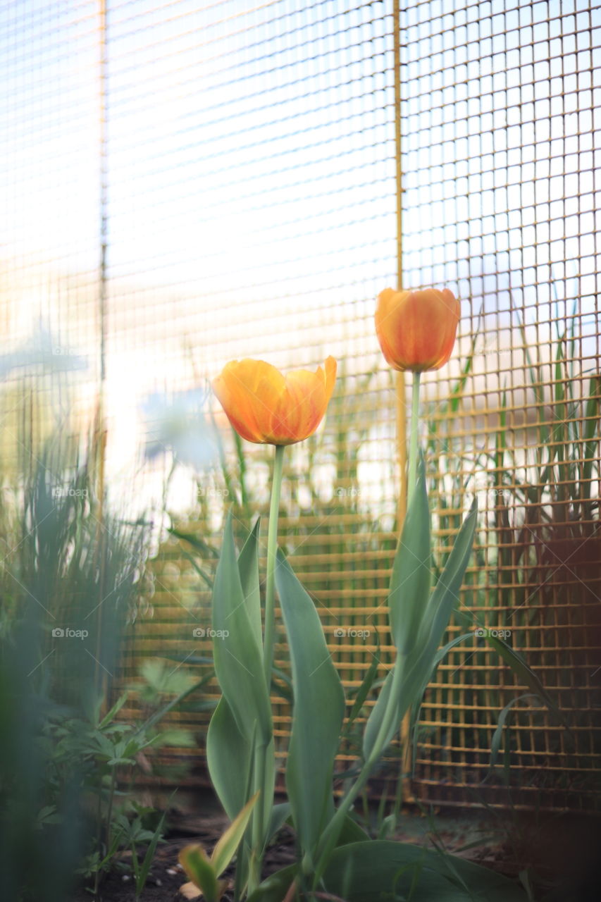 Tulips 