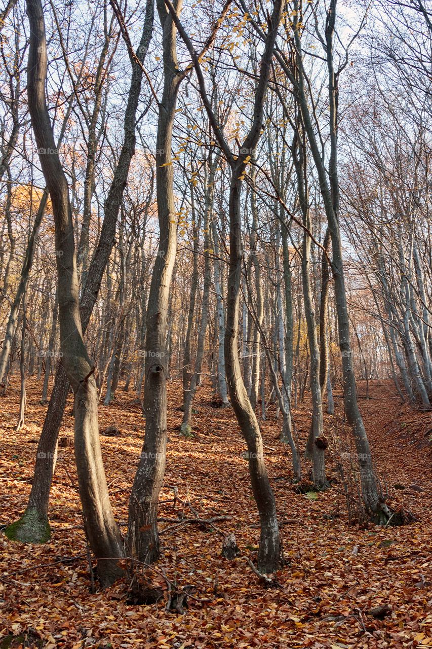 Trees in the forest in the fall