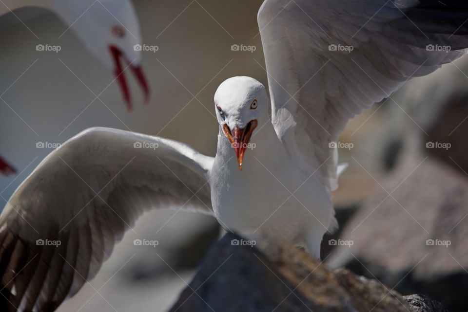 Silver Gull fighting
