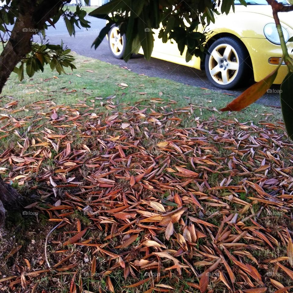 Fallen leaves and yellow car.
