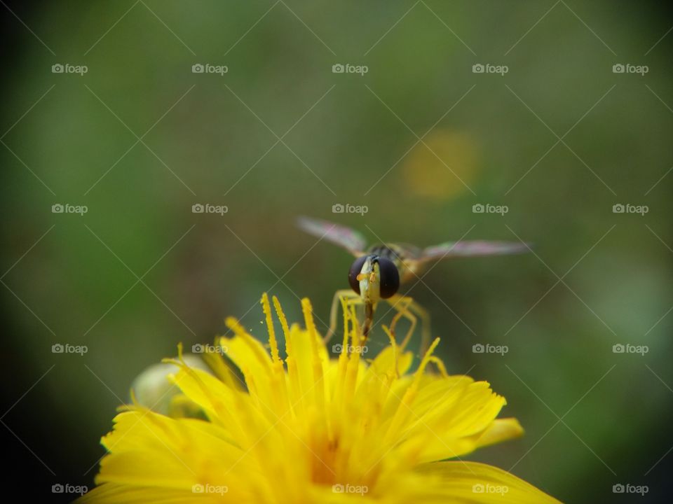 Picture taken with my smartphone and macro lens.