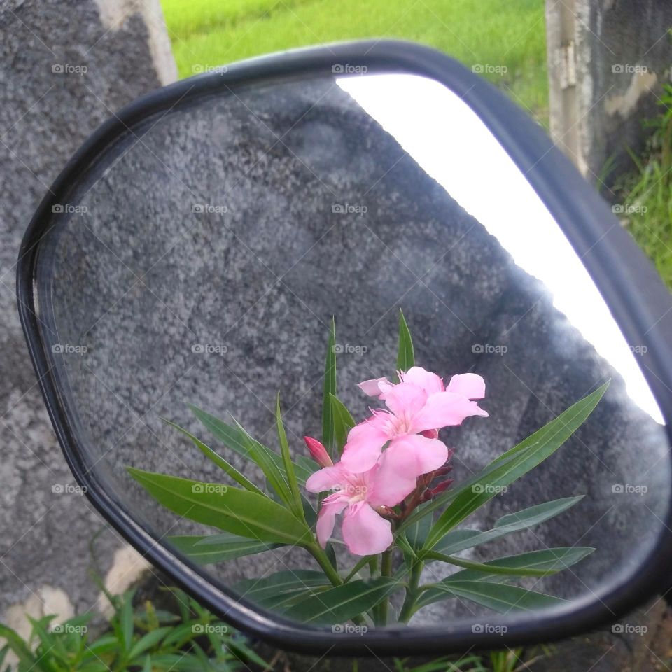 Pink flowers in the mirror