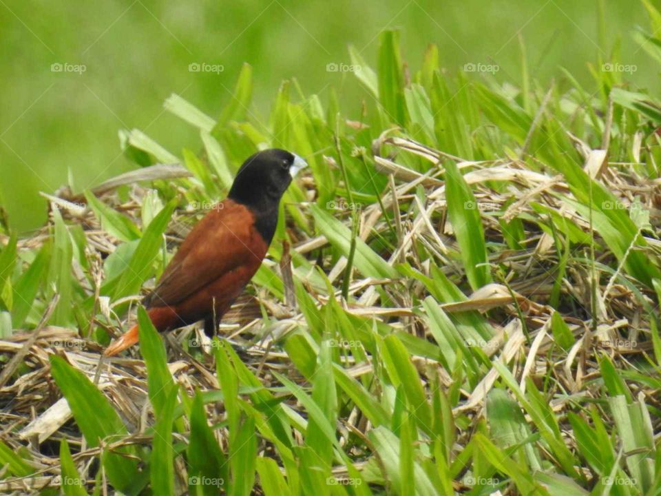 little sparrow standing on greeny grass.