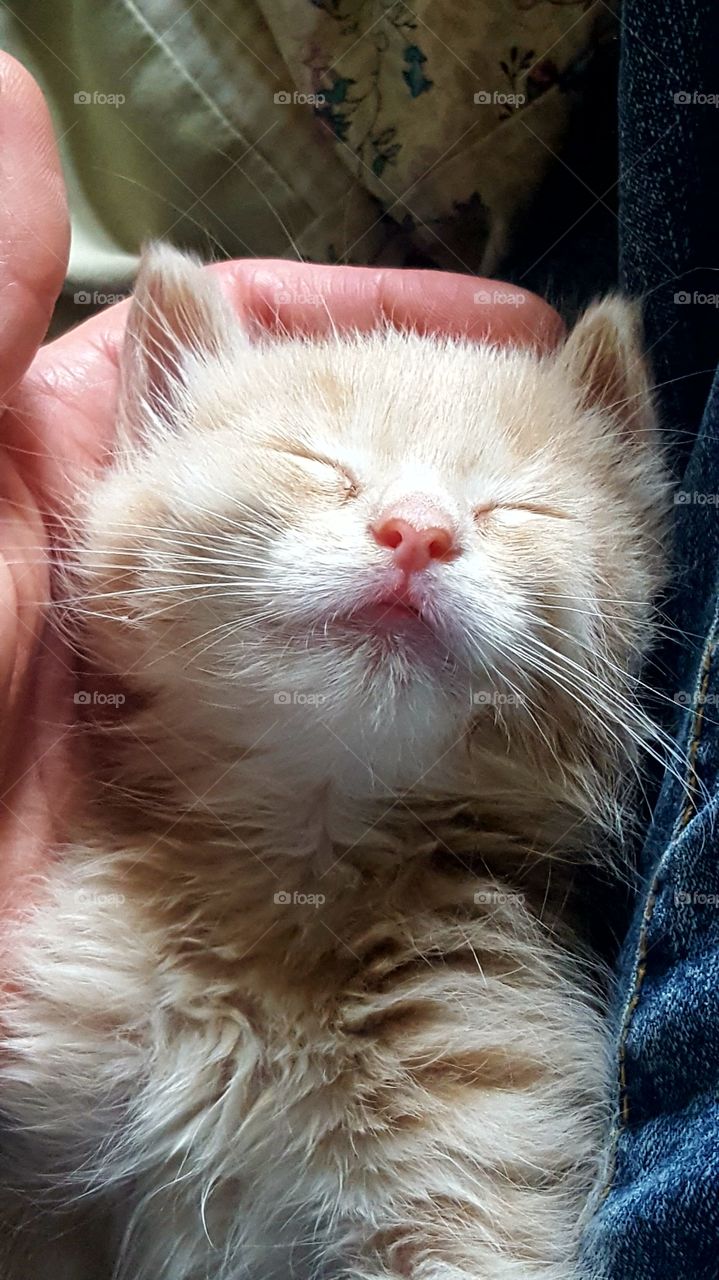 Rescued kitten trustingly sleeping in palm of hand with full tummy, clean ears and no fleas