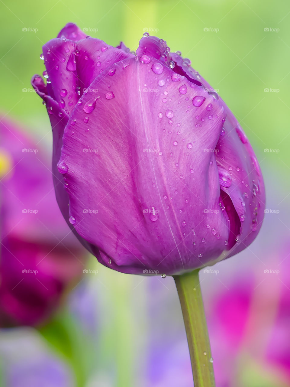 Colorful tulip with droplets