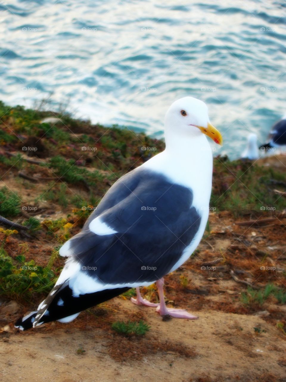 Bird at the beach