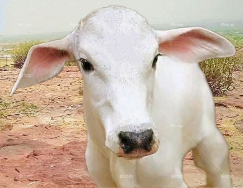 A beautiful and cute calf.