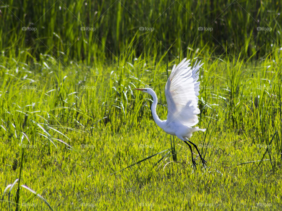 Egret taking flight in the Yolo Bypass Wildlife Area