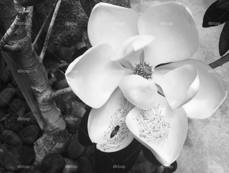 Foap Mission Crazy Plant People! Magnolia Bloom with a Bee in Black and White 