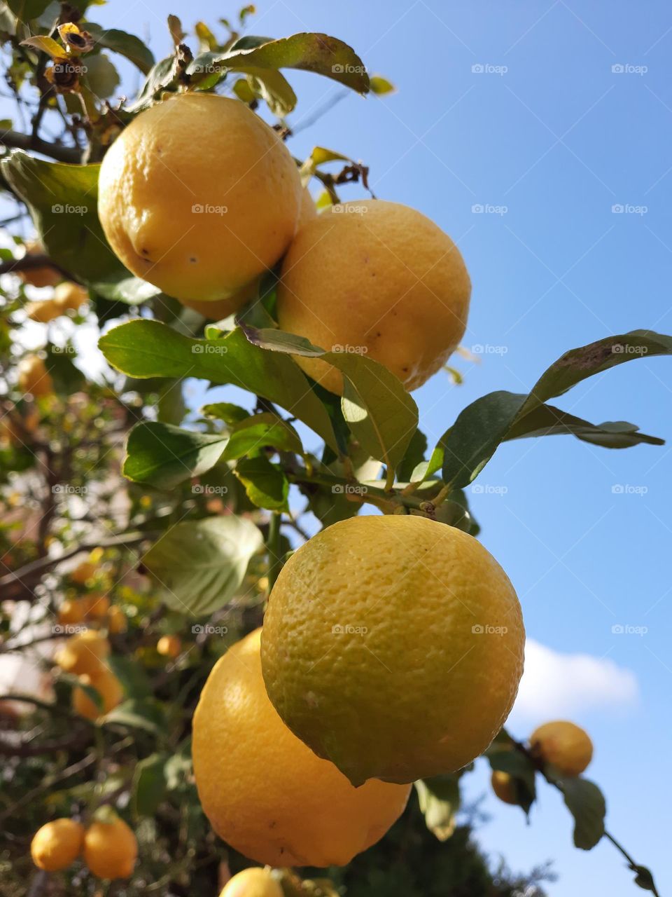 lemmons at a lemmon tree