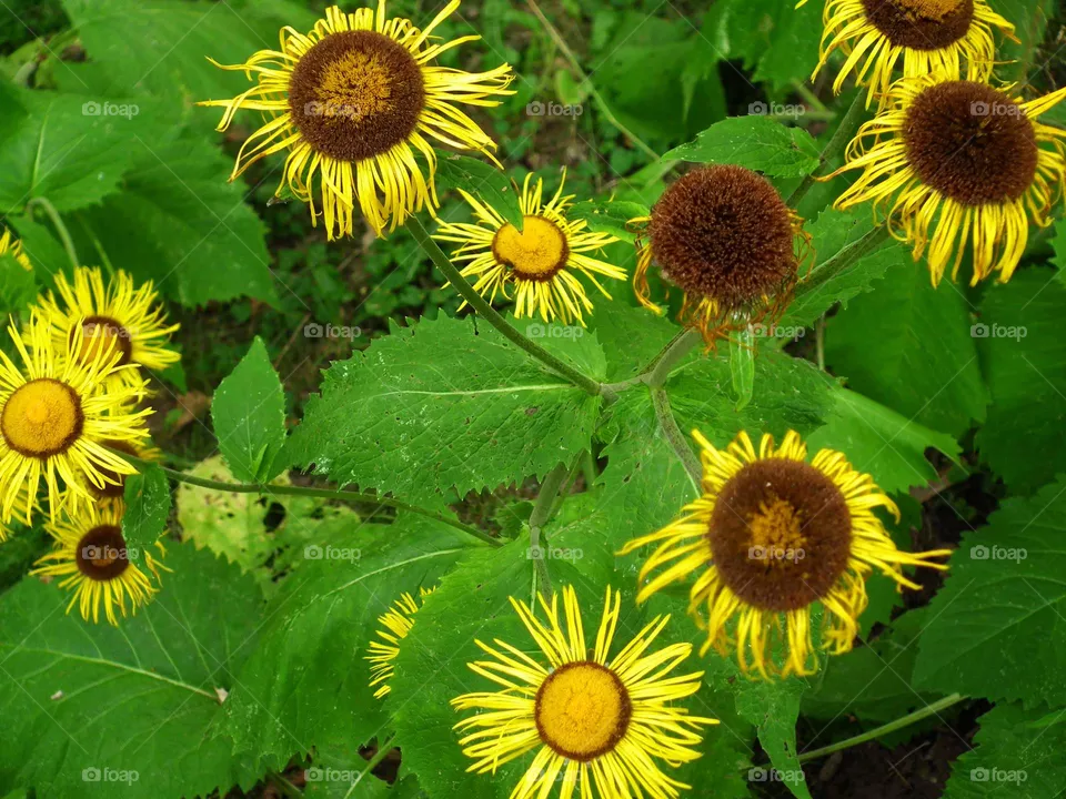 flowers
