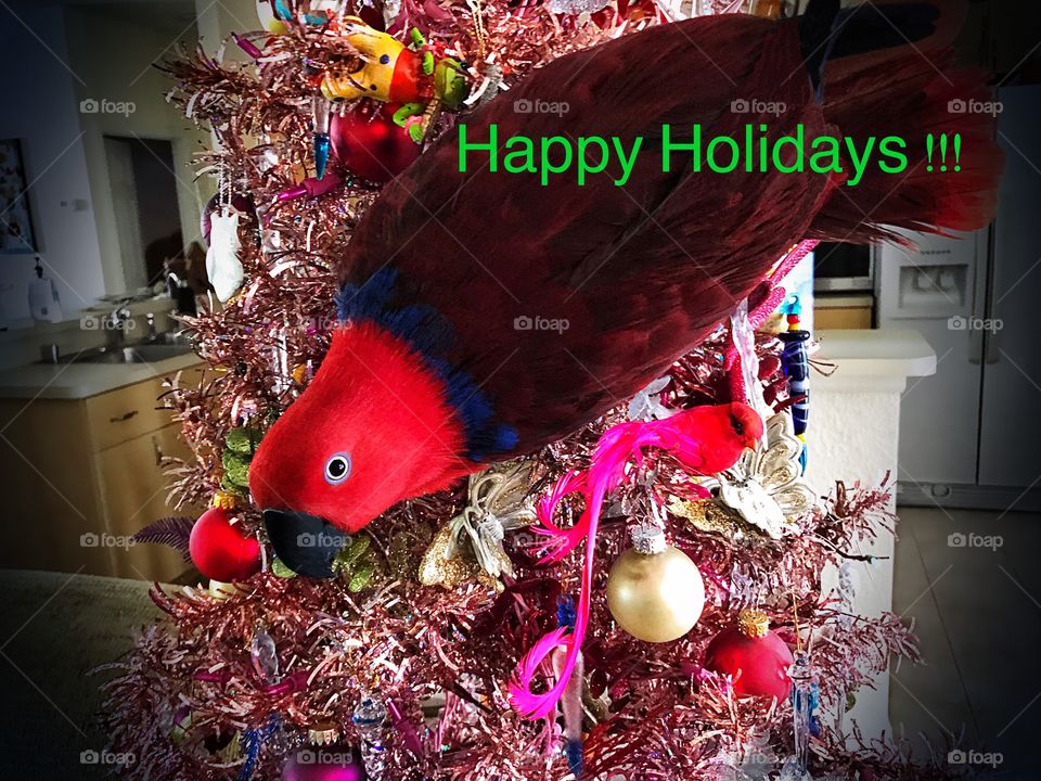 Happy Holidays !!! From Sadie the Red Parrot.
