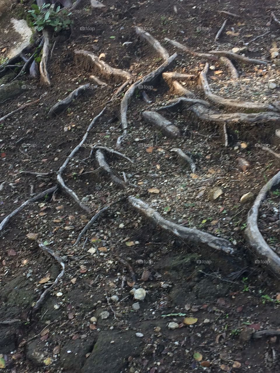 Root System 