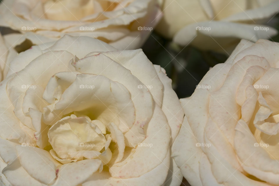 White rose close up.   purity lovely concept