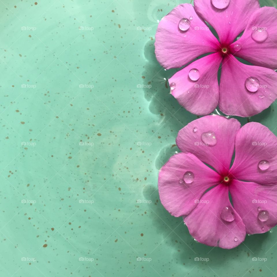 Flowers on the water