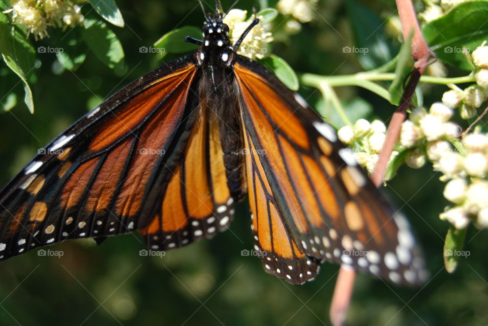 Monarch butterfly