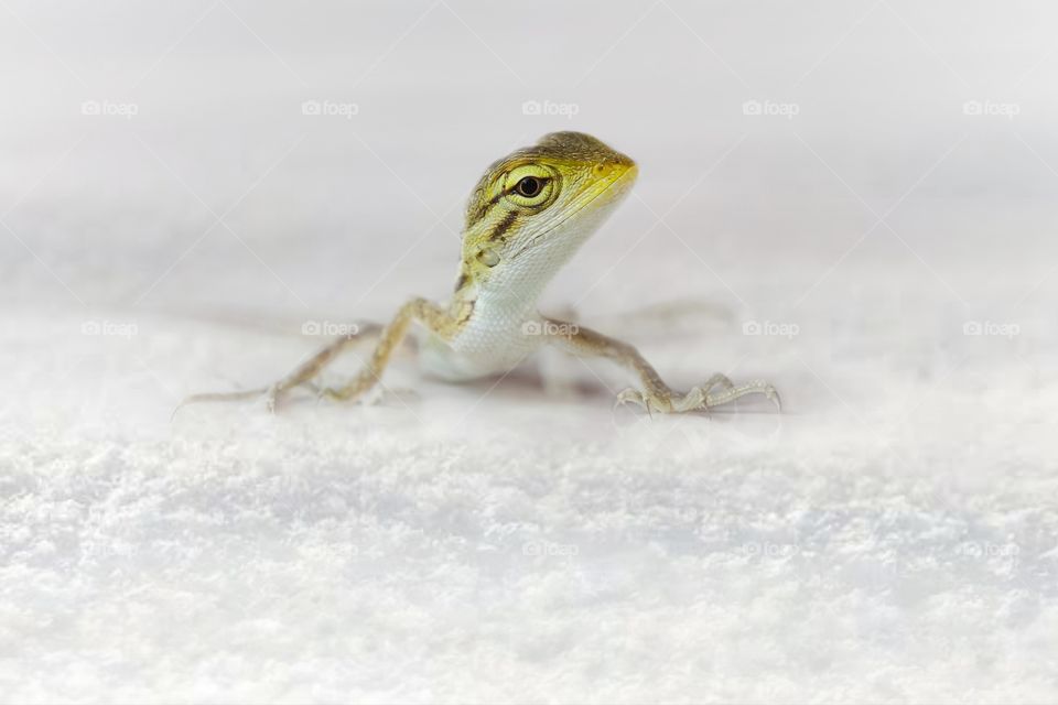 snowy baby chameleon