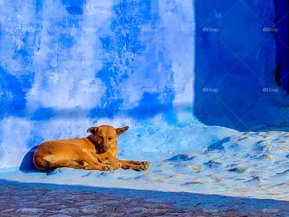 A dog basks in a slice of sunshine shining upon a blue painted street in Chefchaoen, Morocco