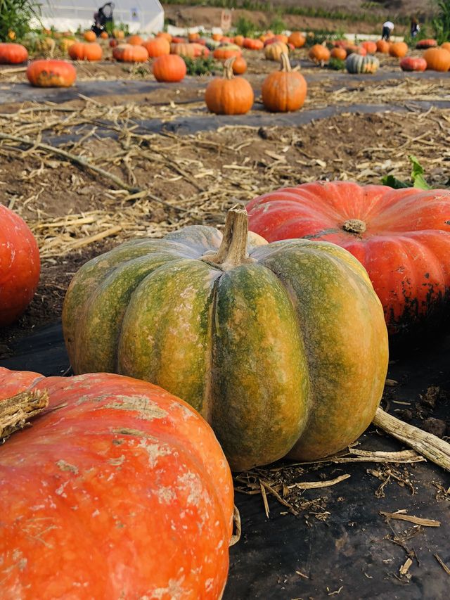 Pretty Pumpkins