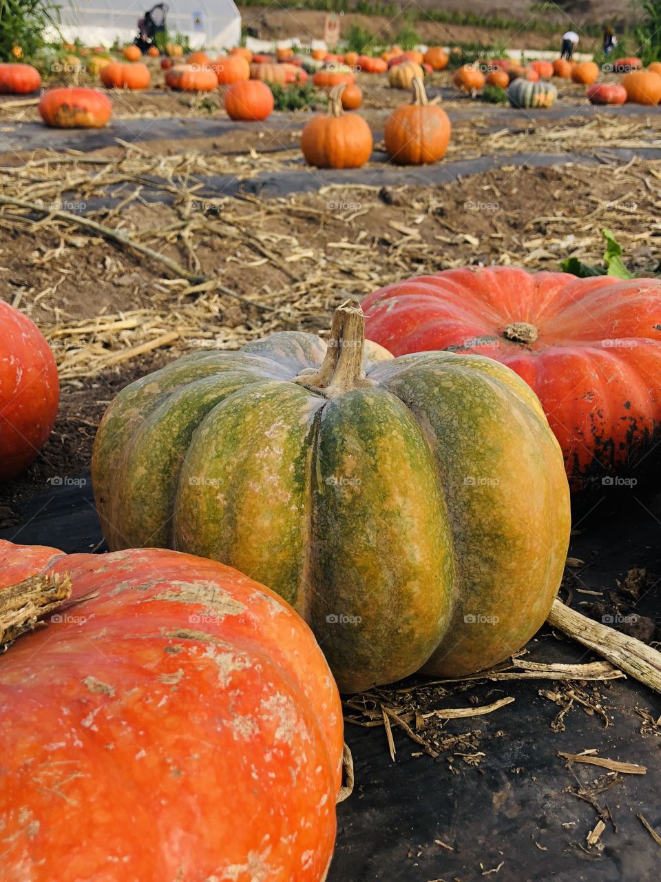 Pretty Pumpkins