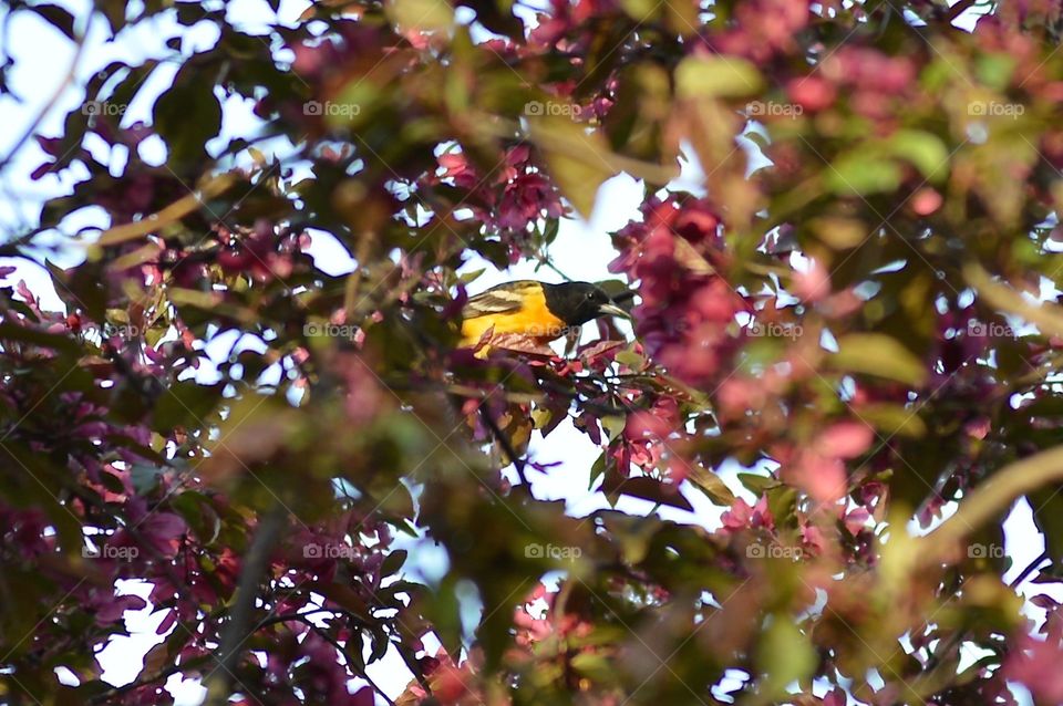 Bird in tree 