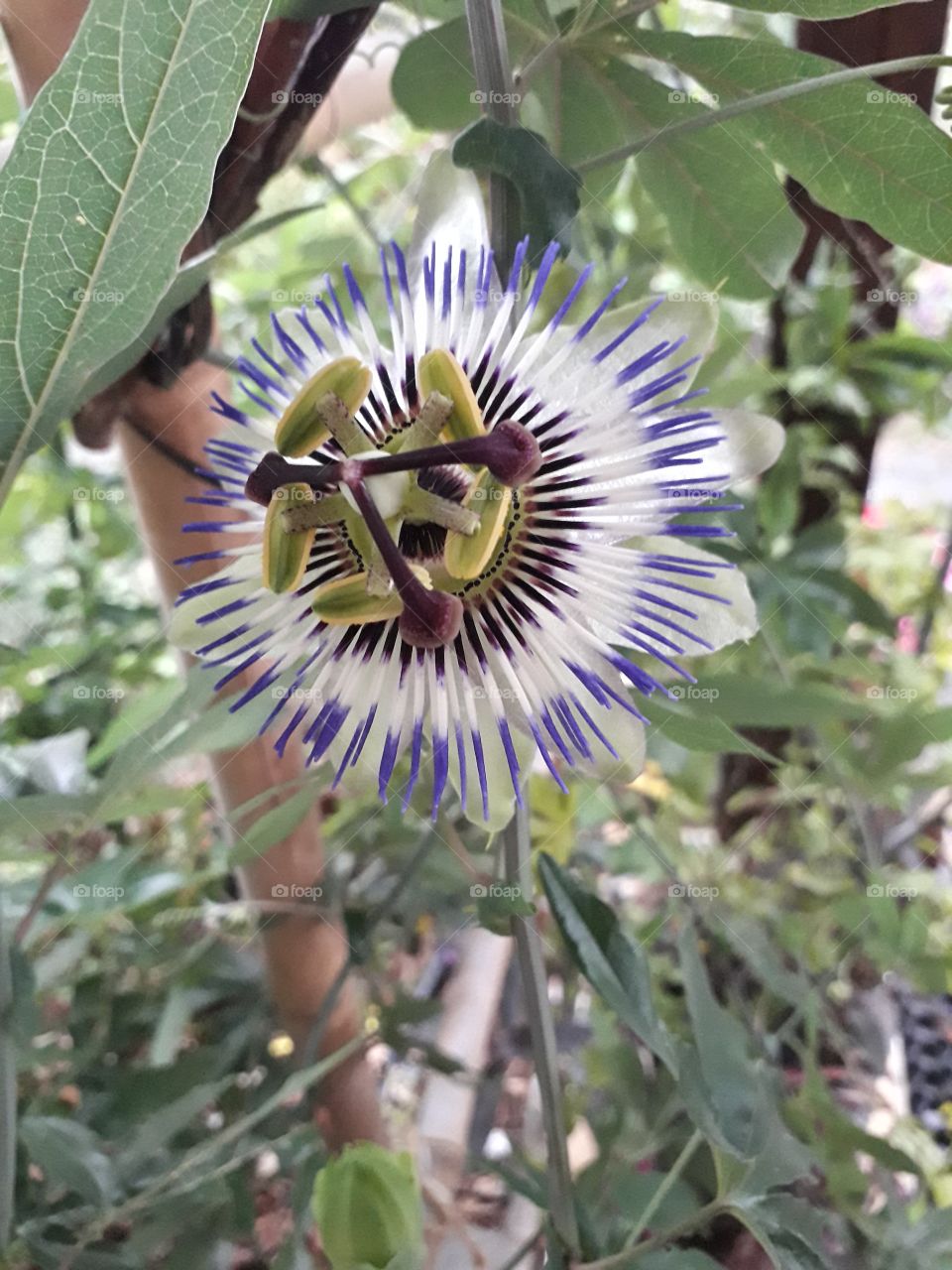 blue passion flower 3