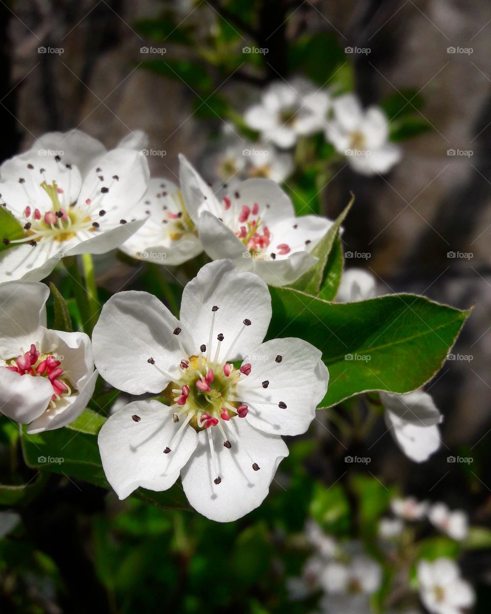 apple blossoms in spring closeup