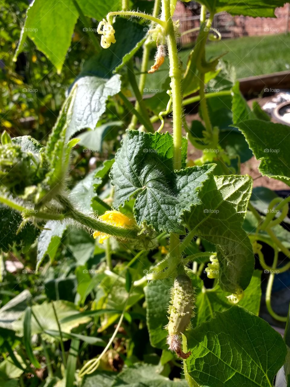 very viny cucumbers