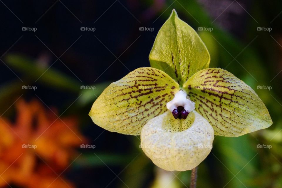 Paphiopedilum malipoense