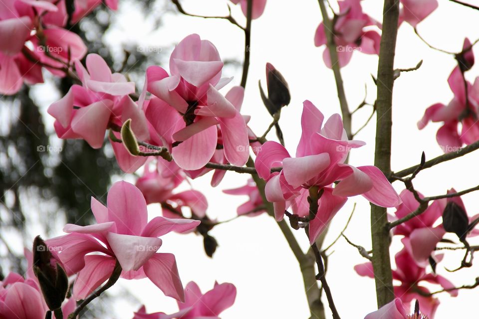 Magnolia Flowers 