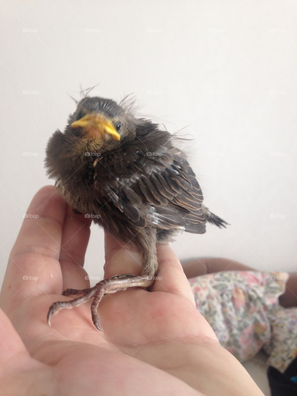 Kiki, a fledgling starling that fell out of her nest on a busy street and couldn't be rescued by her parents (we waited). We rescued her before she died of dehydration or starvation. She liked grapes and mealworms and started making "miss you" calls.