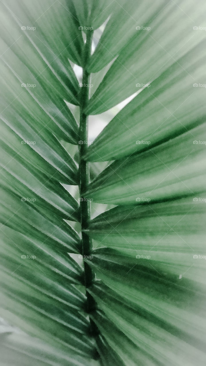 frosted palm