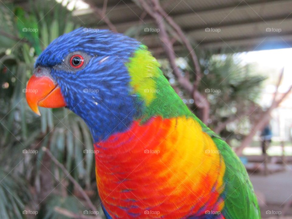 Rainbow lorikeet 🌈