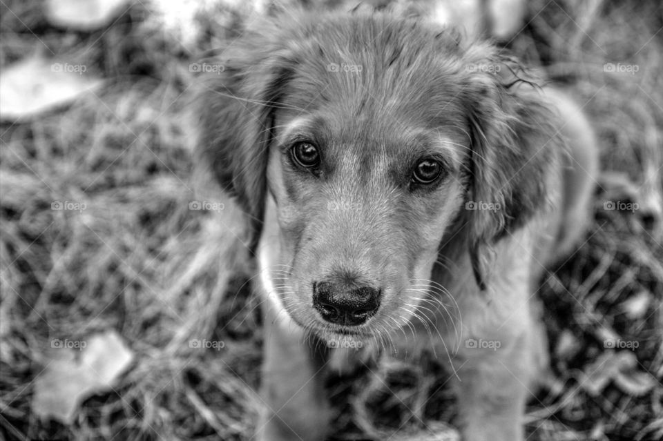 Puppy days in the sun.  Golden retriever sitting in the grass.  happy dog. happy puppy.  cute puppy.