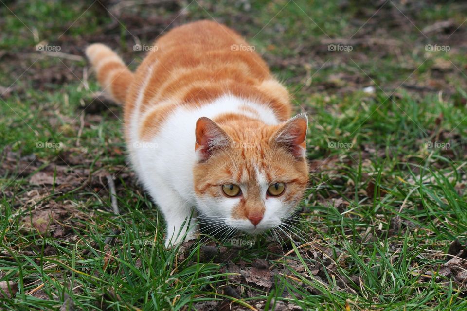 Ginger stray cat is hunting for a prey! He's so focused and looks like the "crouched tiger!"