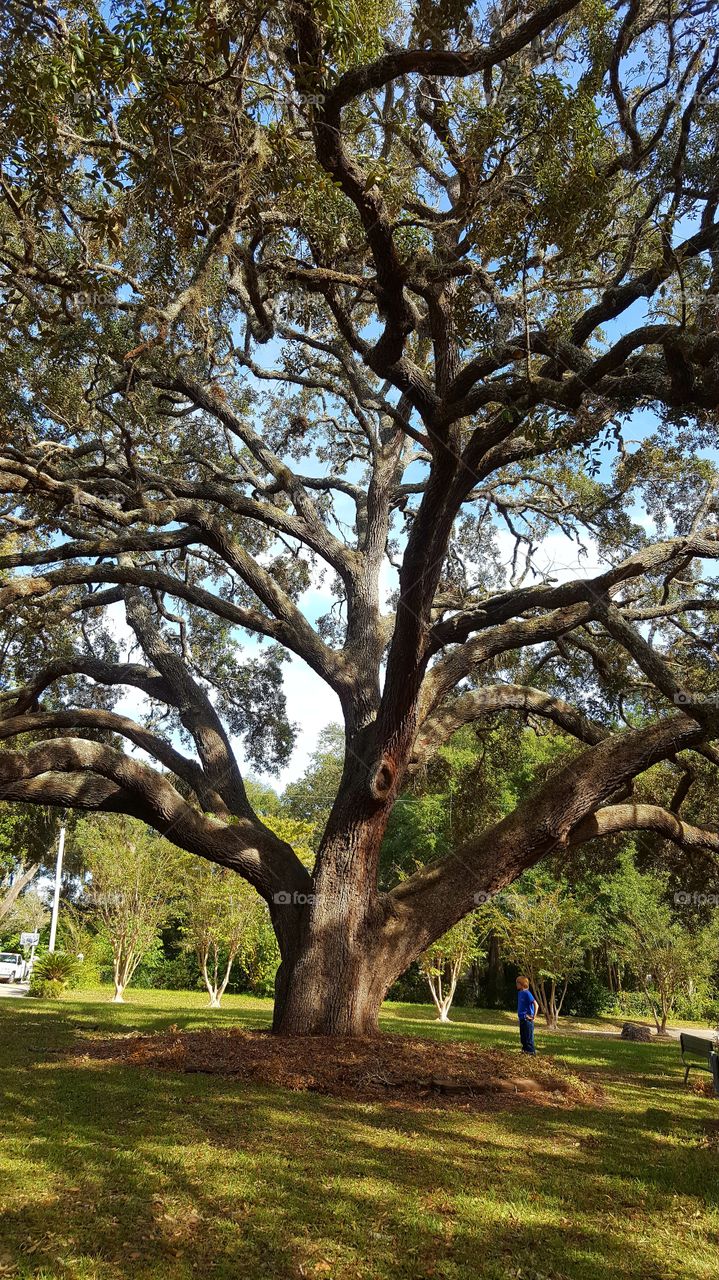 Tree, Landscape, Park, Nature, Wood