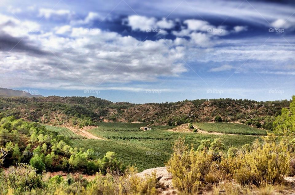 Olive trees field