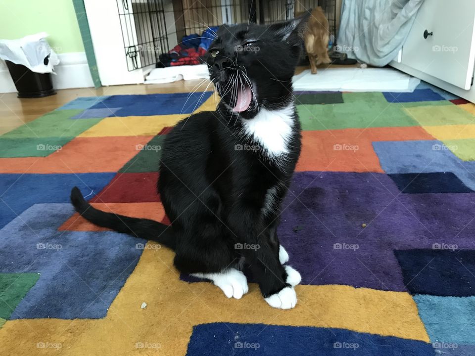 Brutus Yells through a Yawn