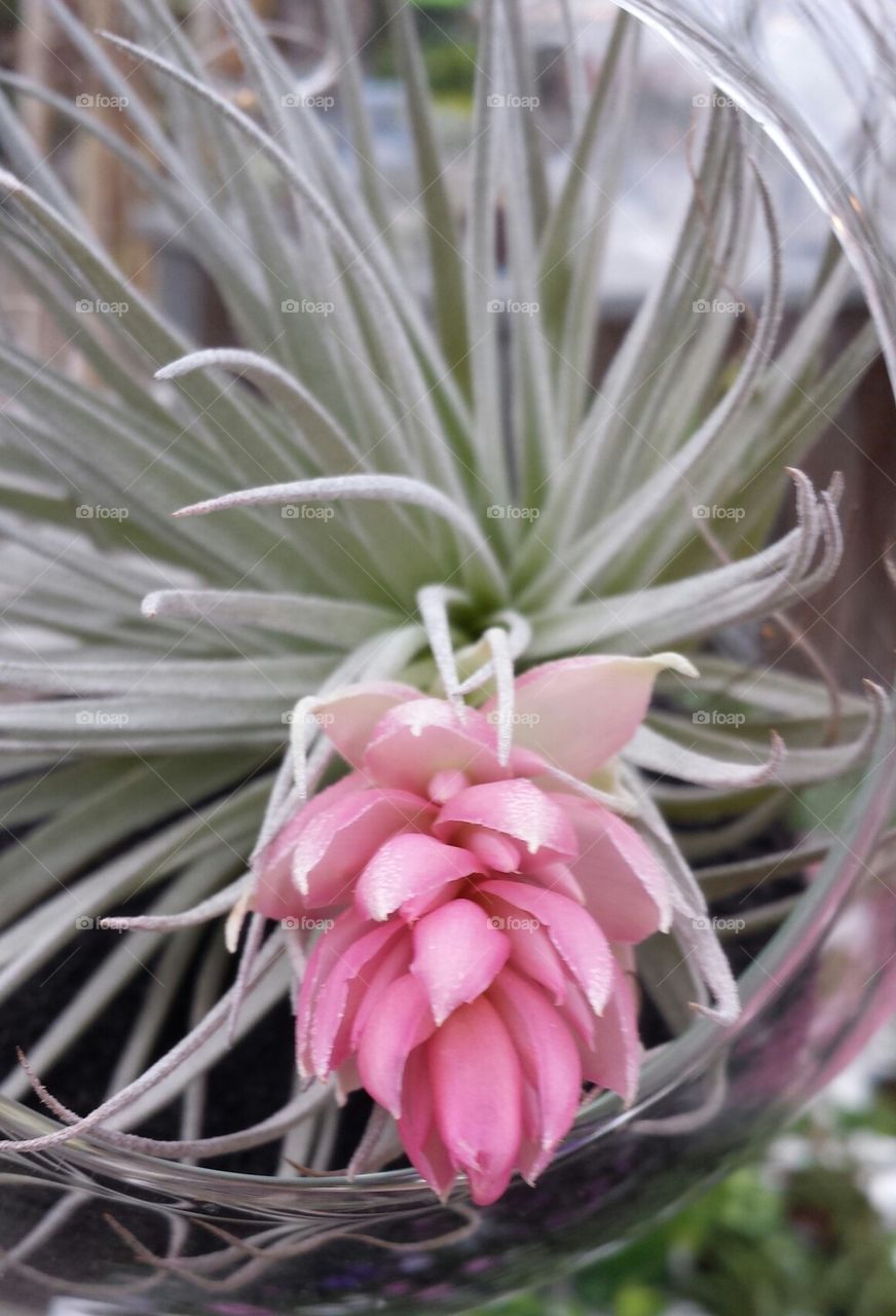 Pink air plant