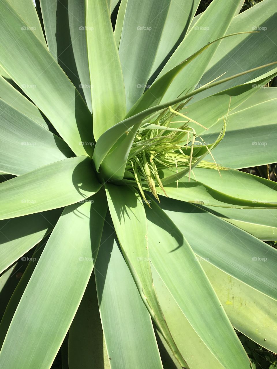 Future bud of blooming flower for a succulent plant