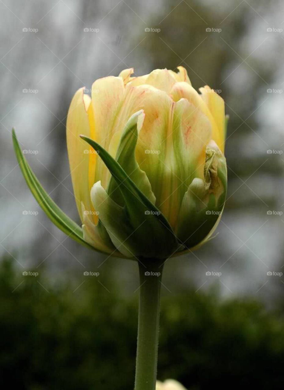 Close up of a single double petal yellow tulip.  The green reaches up and stretches over the unopened tulip in the morning dew .